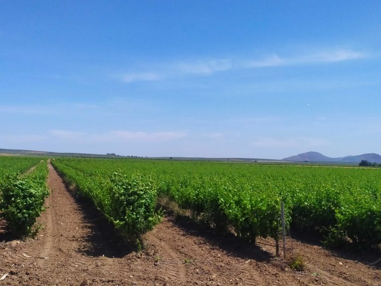 viñedo