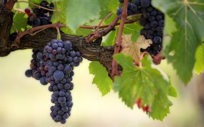 fruit-3215625_1920
