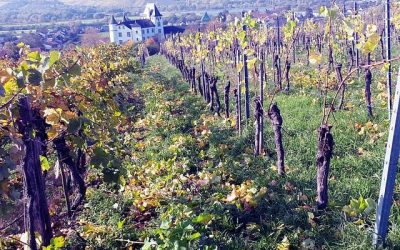 mosel-gcbbe8aef9_640