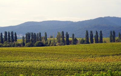 vineyard-g9b05a1cb3_1920